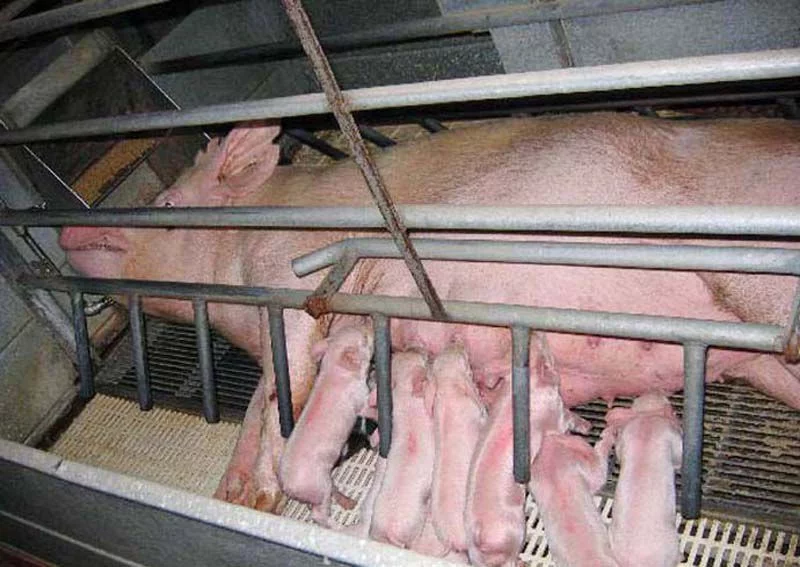 farrowing crates