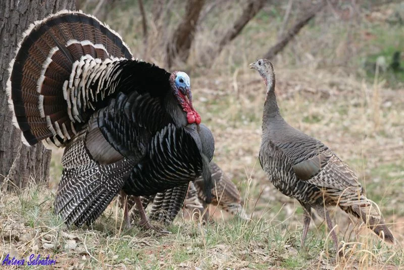 wild turkeys