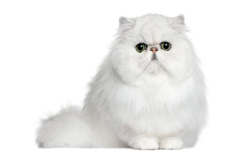 Flat faced Persian