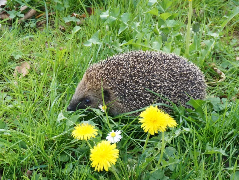 Igel4