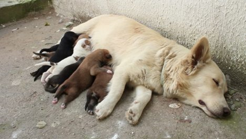stray with pups 2