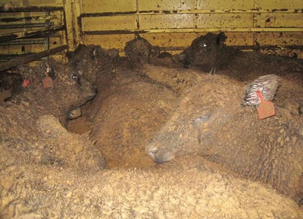 live export feces