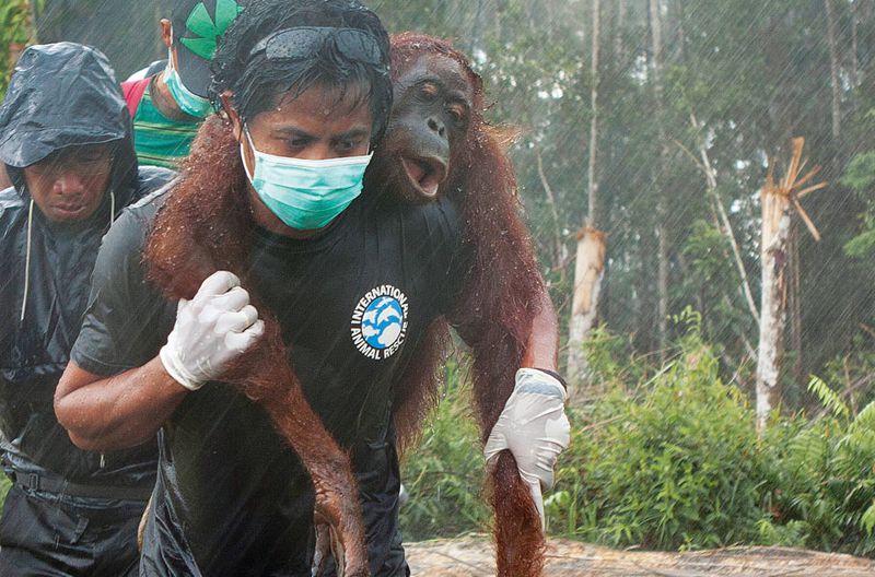 borneo orangutan rescue