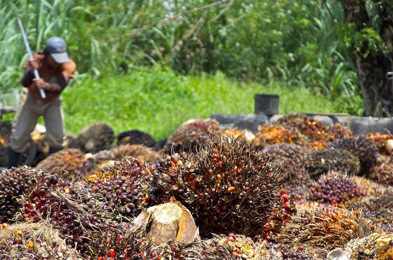 oil palm harvest