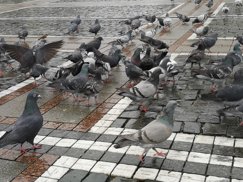 pigeons Frankfurt2