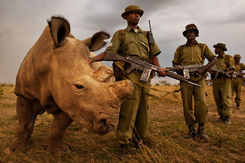 protecting rhinos