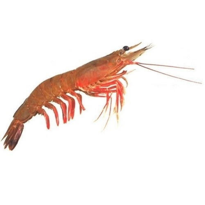 shrimp (4)