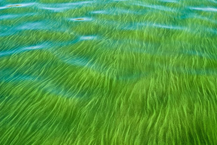 algae1