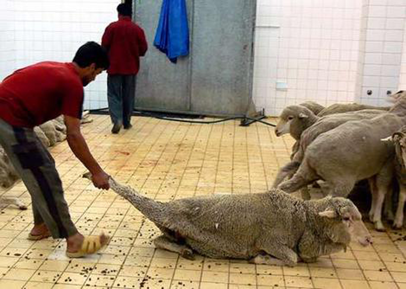 sheep at slaughterhouse1
