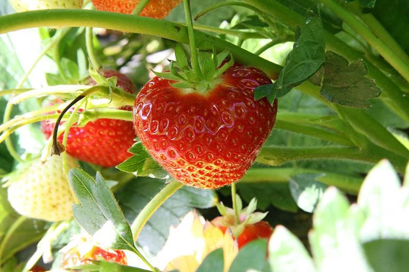 strawberry